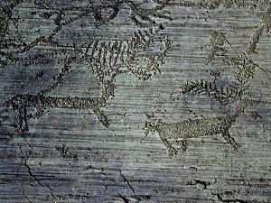 Deers, 2nd mill. BC?, Capodiponte, Val Camonica, Italy, Oct 2001