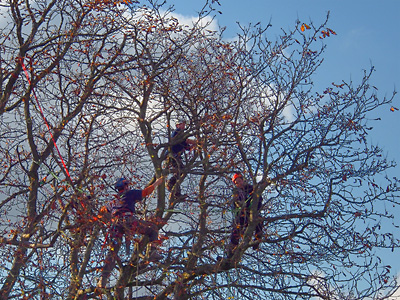 Baumpfleger von www.vita-arborea.ch auf dem riesigen Kastanienbaum uns gegen&uuml;ber