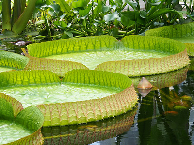 Victoria Seerosen im Botanischen Garten