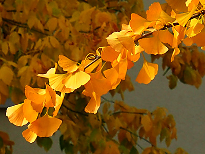 Ginko vor dem Fenster