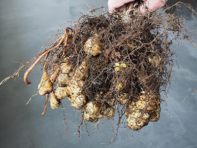 Urban gardering - Topinamburs, 2nd harvest already