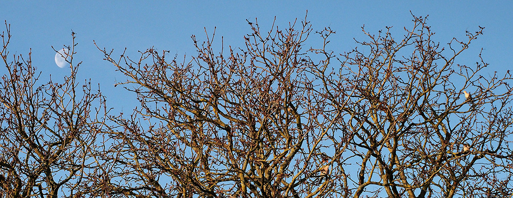 Doves in our neighbor's huge chestnut tree